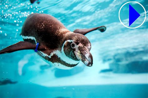 cotswold wildlife park webcam|Humboldt Penguins 